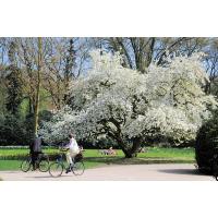 2050_6490 bluehender Magnolienbaum - Radfahrer-in im Hamburger Stadtpark. | 